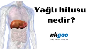 Yağlı hilusu nedir 