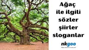 ağaç ile ilgili sözler 