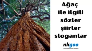 ağaç ile ilgili sözler 