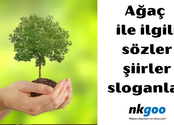 ağaç ile ilgili sözler