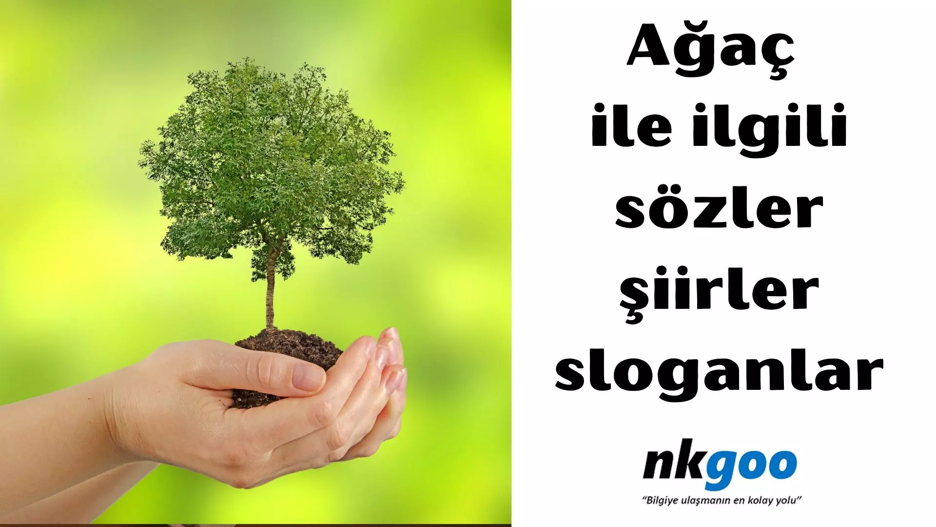 Ağaç ile ilgili sözler, atasözleri, şiirler, slogan