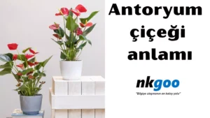 antoryum çiçeği anlamı 