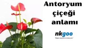 antoryum çiçeği anlamı 