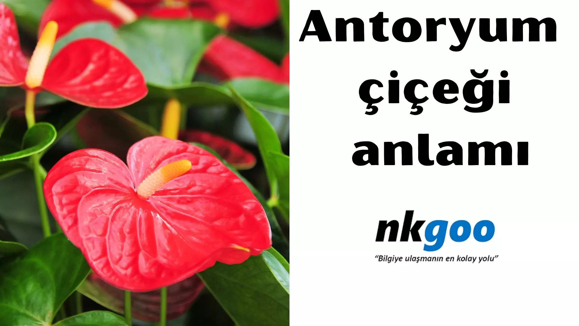 Antoryum çiçeği anlamı nedir? 5 Farklı anlamı