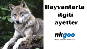 hayvanlarla ilgili ayetler 