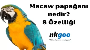 Macaw papağanı 