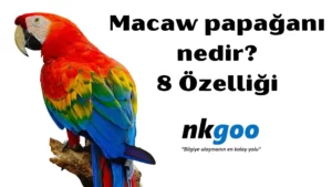 Macaw papağanı 