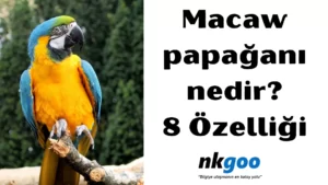 Macaw papağanı 