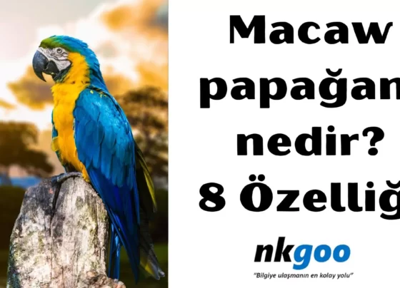 Macaw papağanı