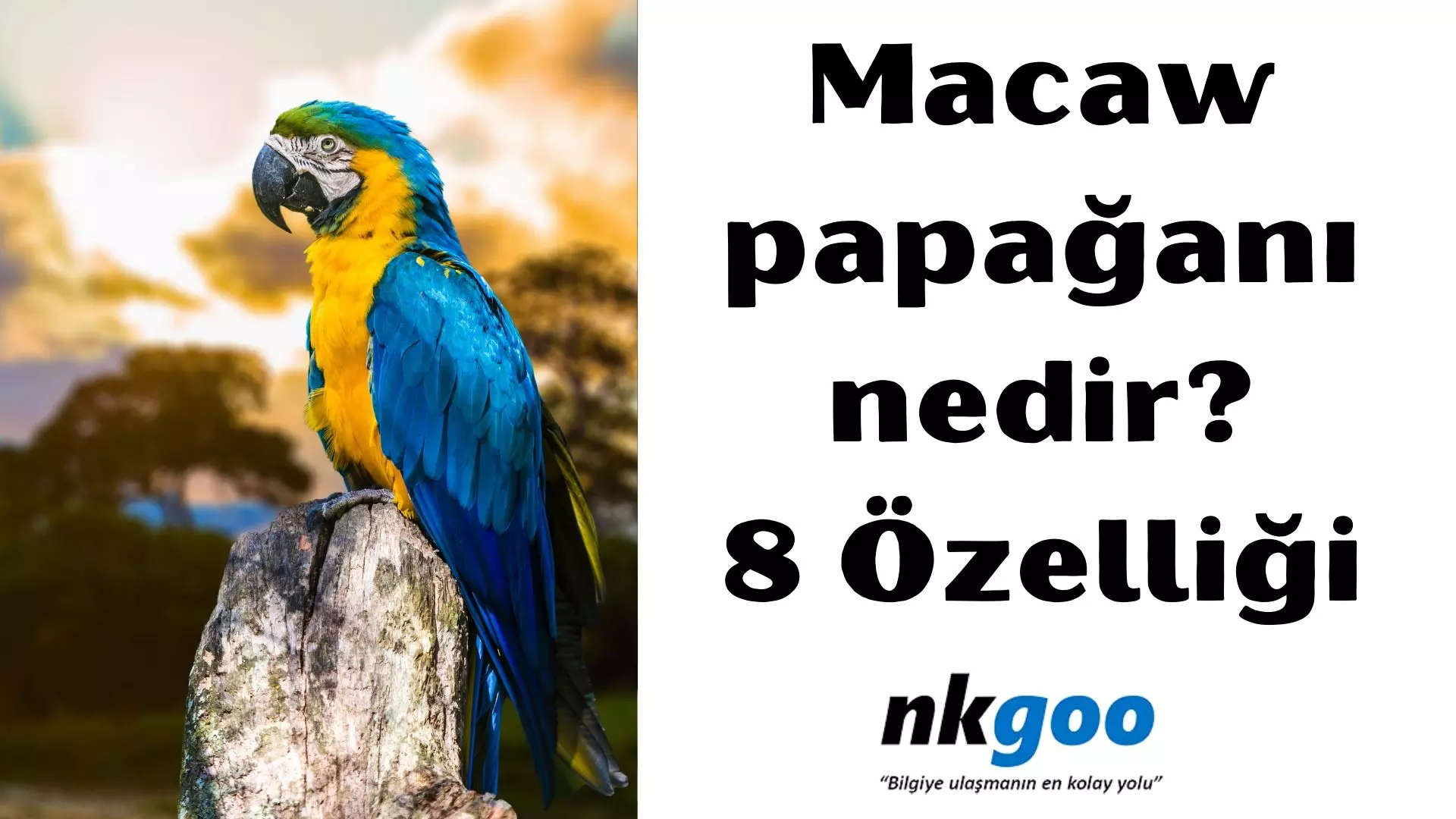 Macaw Papağanı Nedir? 8 özelliği nedir?