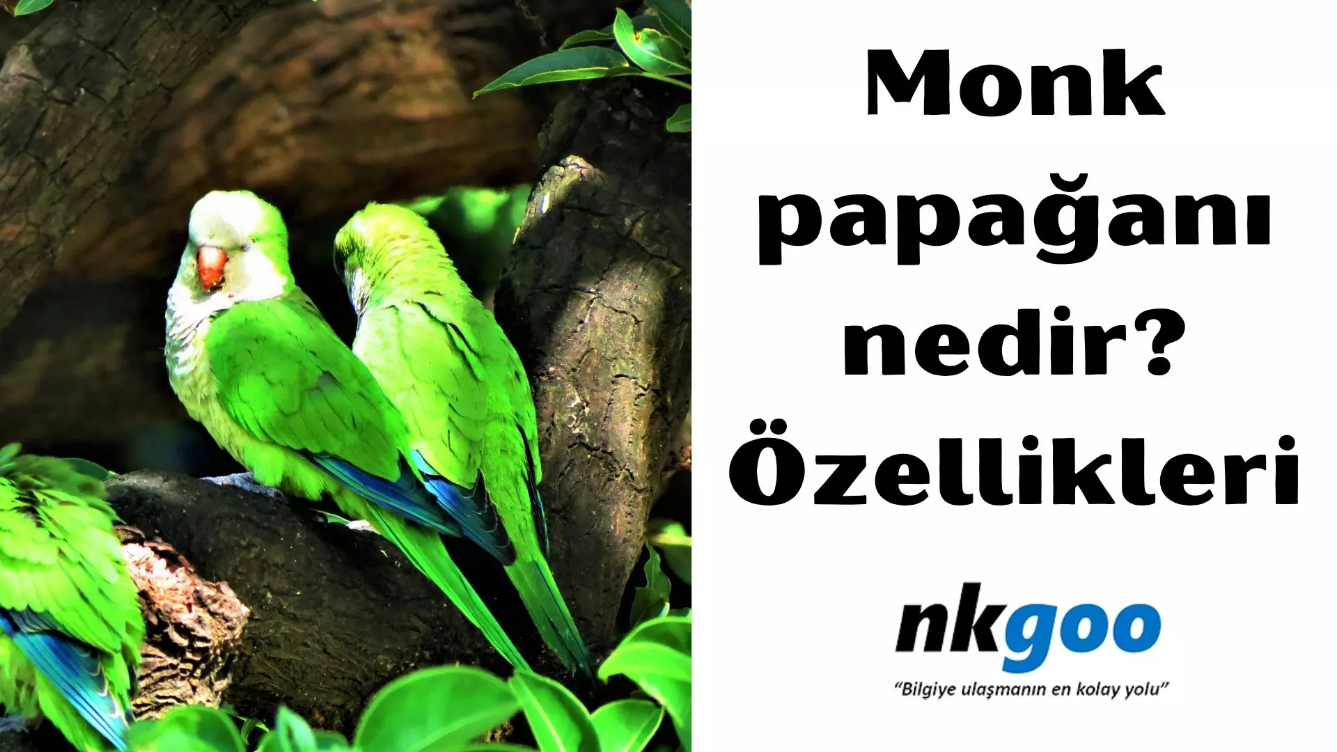Monk papağanı özellikleri nelerdir? 12 özelliği