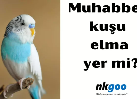 Muhabbet kuşu elma yermi