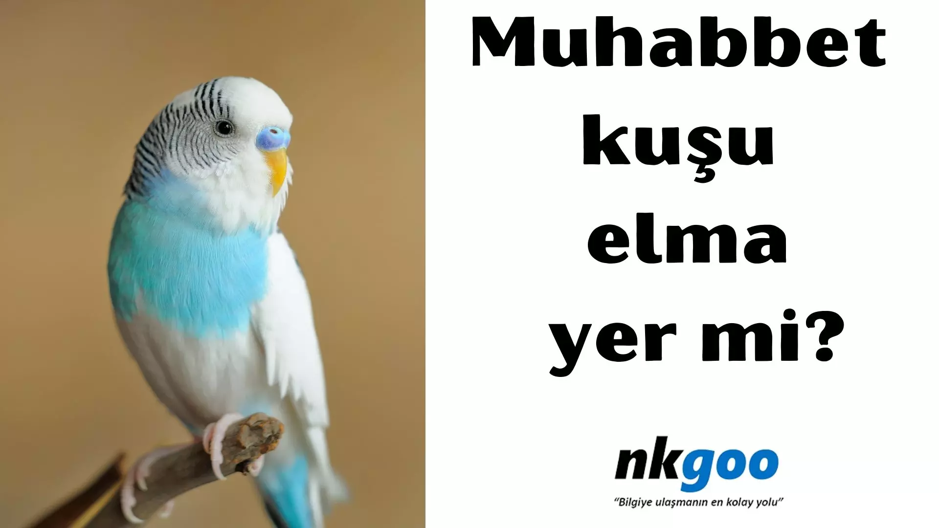 Muhabbet Kuşu Elma Yermi?