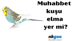 Muhabbet kuşu elma yer mi