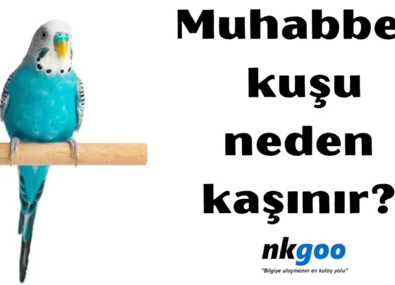 Muhabbet kuşu neden kaşınır