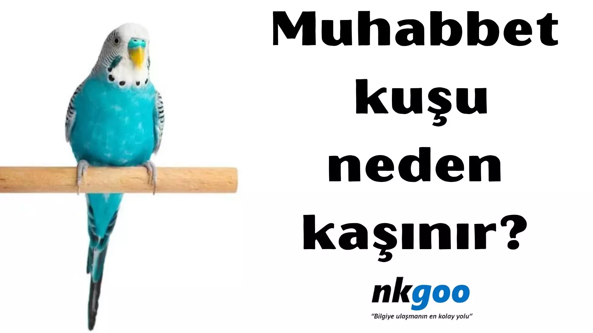 Muhabbet kuşu neden kaşınır? 5 nedeni