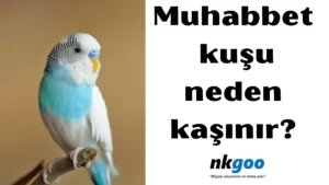 Muhabbet kuşu neden kaşınır