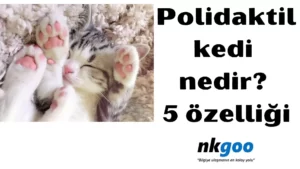 Polidaktili kedi 