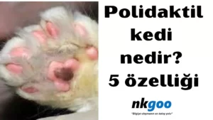 Polidaktili kedi 