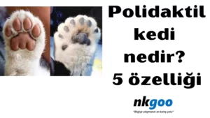 Polidaktili kedi 