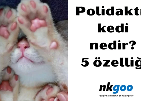 Polidaktili kedi