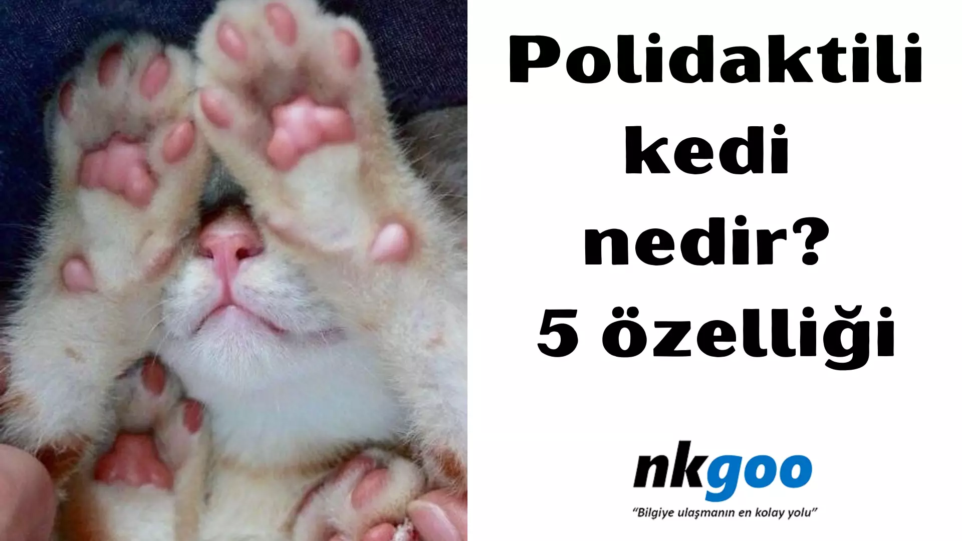 Polidaktili kedi nedir? 5 özelliği nelerdir?