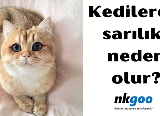 kedilerde sarılık