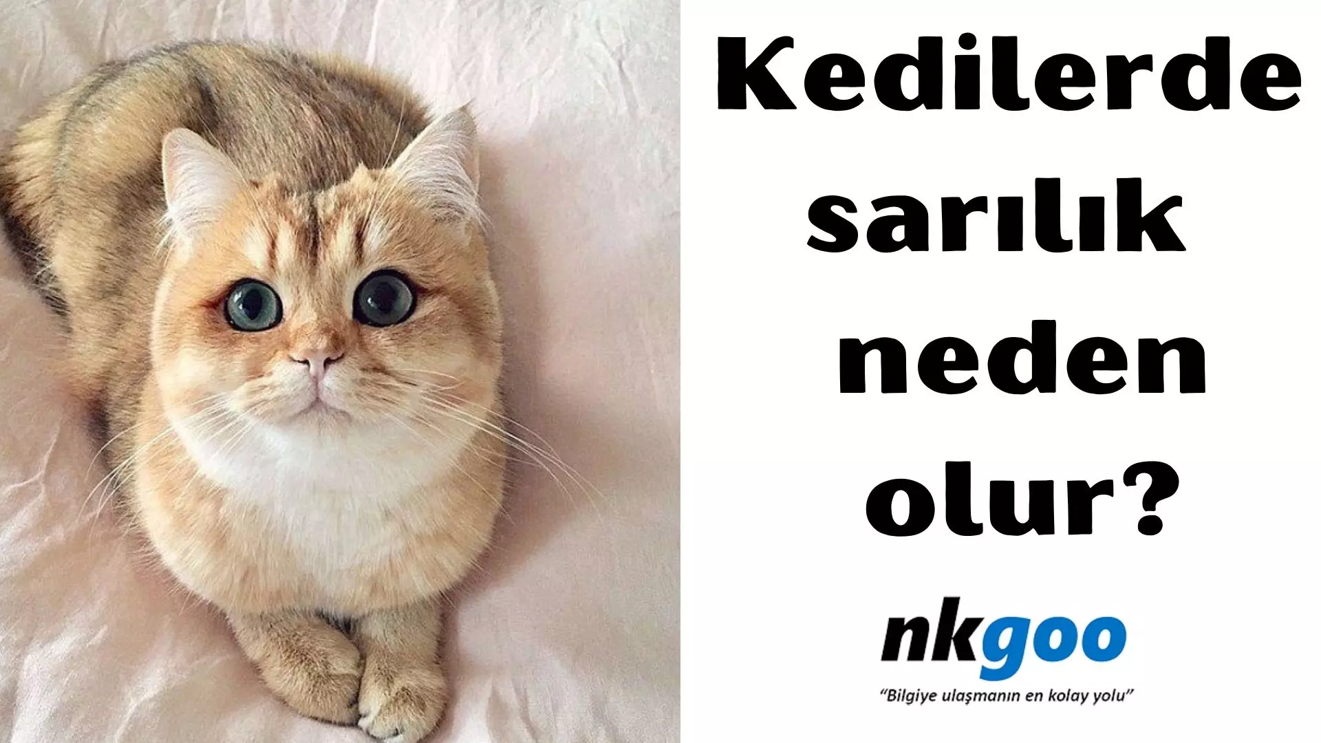 Kedilerde sarılık neden olur? Tedavisi nasıldır?