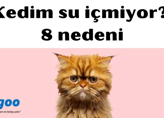 kedim su içmiyor