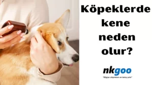 köpeklerde kene 