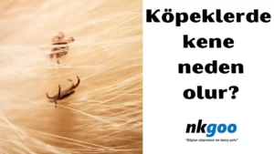 köpeklerde kene 