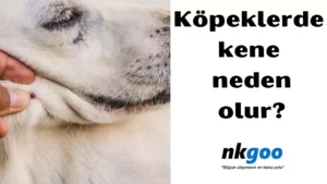 köpeklerde kene 