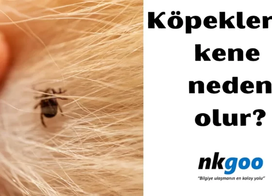 köpeklerde kene