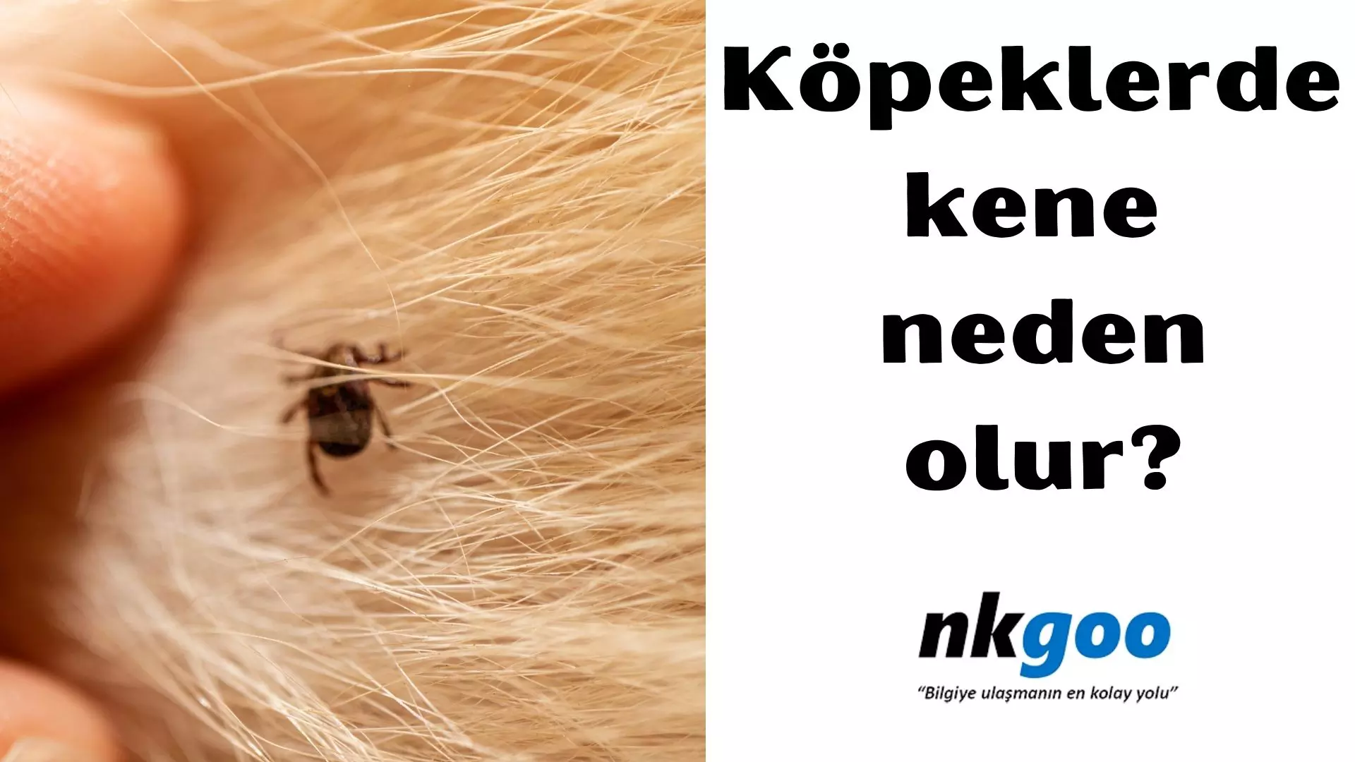 Köpeklerde kene neden olur? Nasıl çıkar?