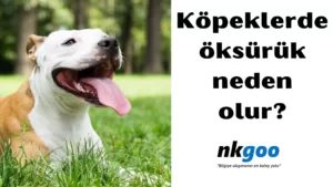 köpeklerde öksürük 