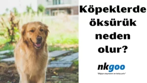 köpeklerde öksürük 