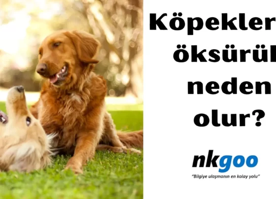 köpeklerde öksürük