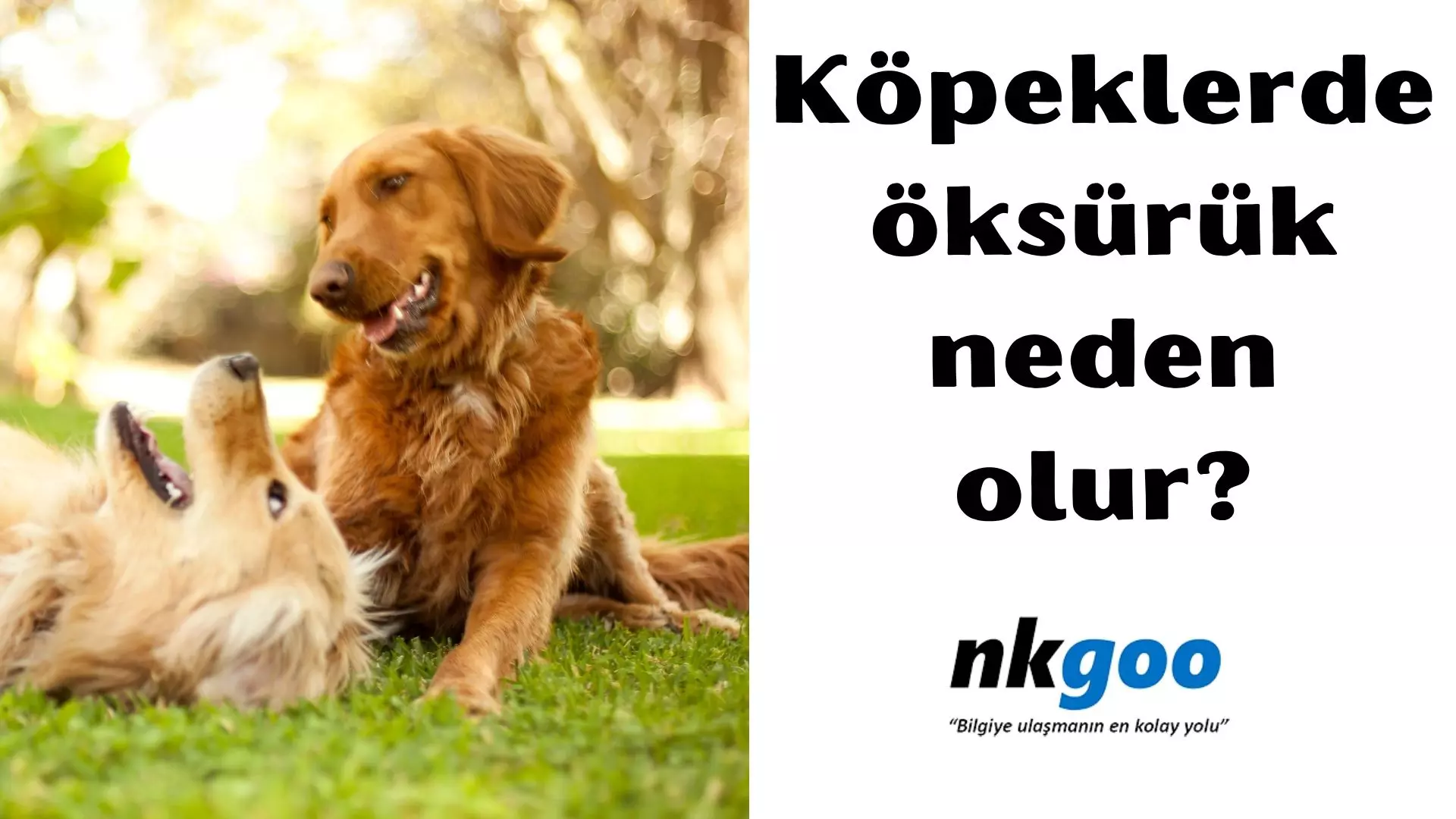 Köpeklerde öksürük neden olur? 7 Çözümü