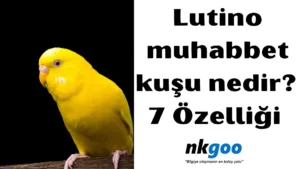 lutino muhabbet kuşu 