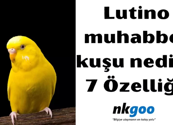 lutino muhabbet kuşu