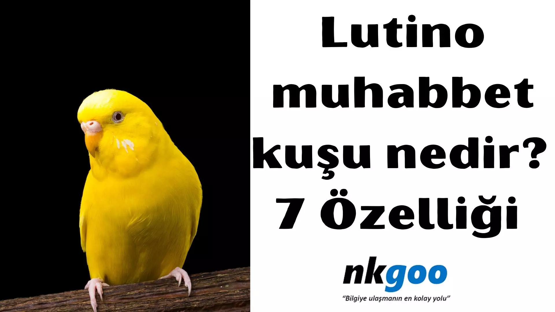 Lutino muhabbet kuşu nedir? 7 özelliği