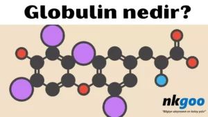 globulin nedir 