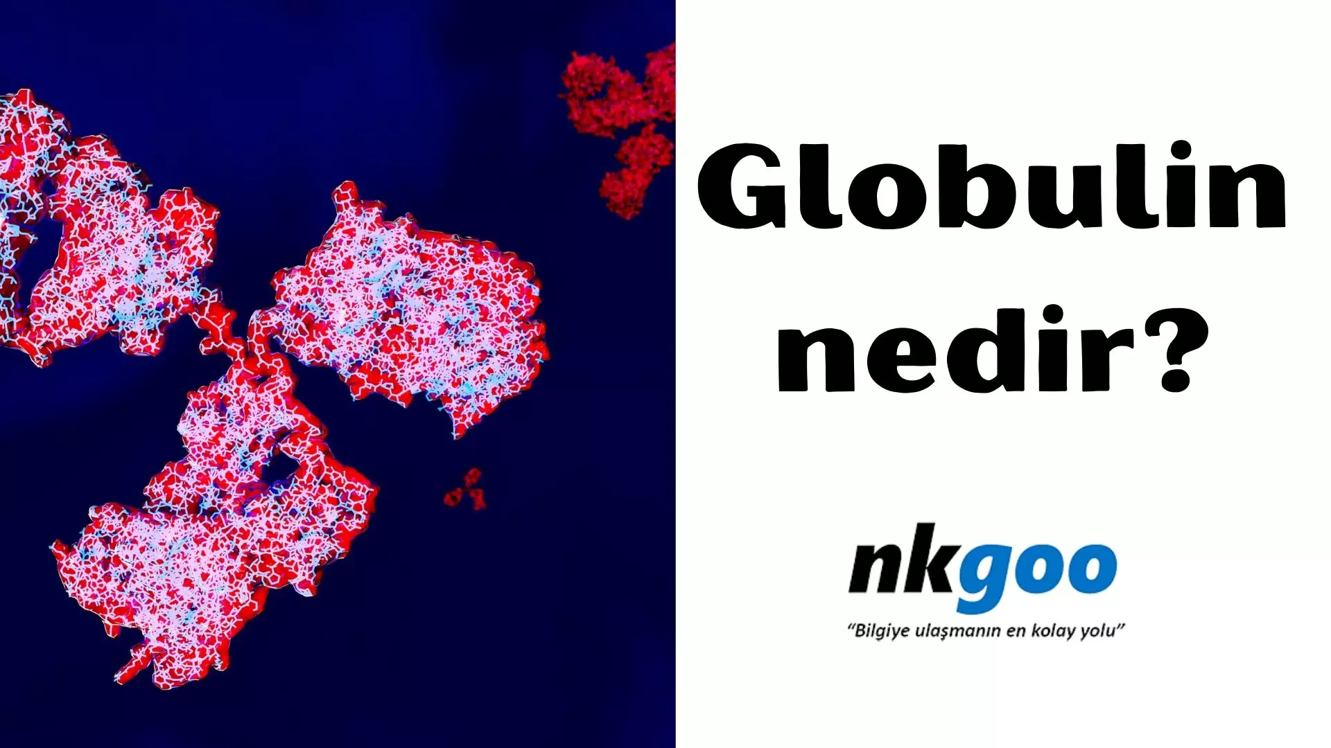 Globulin nedir? 8 özelliği, düşüklüğü ve yüksekliği